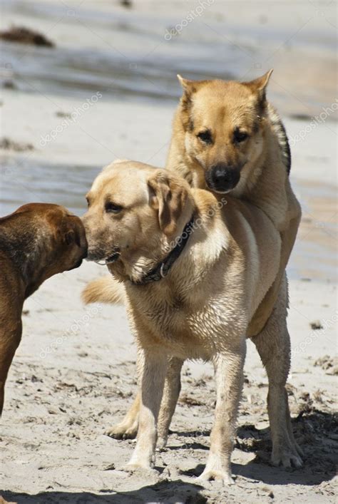 Paarung beim Hund